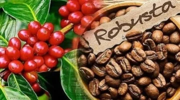 أزمة عالمية تلوح.. أسعار تصدير البن والأرز تسجل قفزة قياسية جديدة اليوم